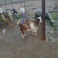 بز درجه یک هر می‌باشد قیمت ۱۰ ملیون