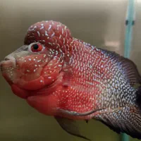 ماهی فلاور گرید دار