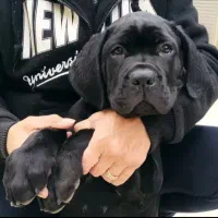 کنکورسو|سگ|شیراز, نصر|دیوار