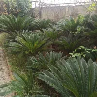 خریدار برگ سیکاس