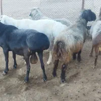 قوچ چینی|حیوانات مزرعه|شیراز, احمدی جنوبی|دیوار