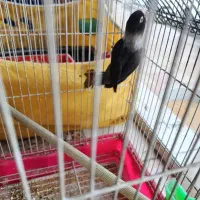 طوطاا