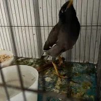 مرغ مینا سخنگو
