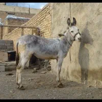 الاغ نرفروشی