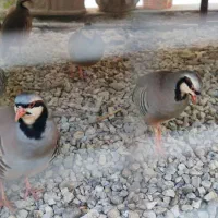 پرنده|پرنده|هندیجان, |دیوار