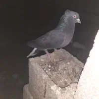 کفتر