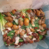 حلزون پرورشی جوانسازی و کار در منزل