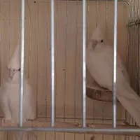 پرنده عروس هلندی