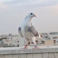 کفتر کبوتر جوجه نیو مده