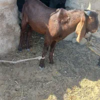 کره نر مری|حیوانات مزرعه|زهک, |دیوار