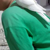 یک جفت عروس هلندی|پرنده|بانه, |دیوار