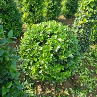 فروش درختچه یاس هلندی توپی و مخروطی