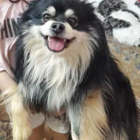 پامر نر بلک انتن