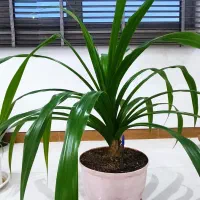 گیاه پاندانوس و کراسولا خرفه