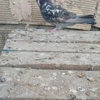 کفتر پرشی|پرنده|اصفهان, کوی امیریه|دیوار