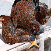 تخم و جوجه ویاندوت|حیوانات مزرعه|تهران, شهرک ژاندارمری|دیوار