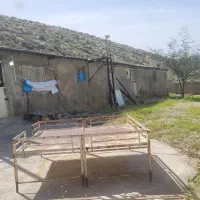 کارگر مرغداری