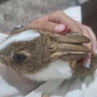 خرگوش