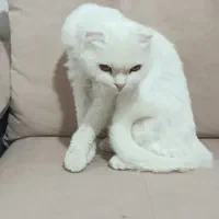 اسکاتیش فولد