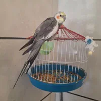 عروس هلندی نر