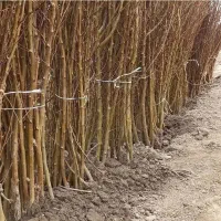 نهالستان تخصصی مهندس امیرحسین جودی