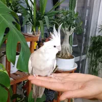 عروس هلندی ماده وفنچ نر|پرنده|طرقبه, |دیوار