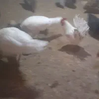 فروش مرغ و بوقلمون|حیوانات مزرعه|ابهر, |دیوار