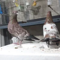 کله تاپ جفت|پرنده|اهواز, کوی صنایع|دیوار