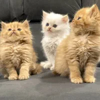 گربه پرشین|گربه|چابهار, |دیوار