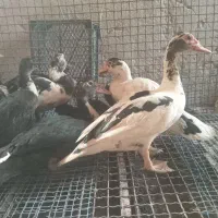 اردک خارجی واکسینه شده