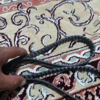تسمه تایم پژو نو وسالم