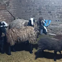 شیشک میش بره دارشالی بره ماده