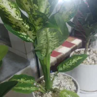 خدمات گلکاری