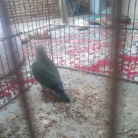 طوطی برزیلی خوش رنگ|پرنده|گنبد کاووس, |دیوار