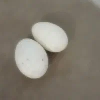 فروش تخم غاز نطفه دار