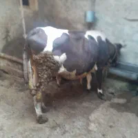 فروش یک عدد گاو با گوساله
