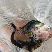 ماهی گوپی مولد|ماهی|جیرفت, |دیوار