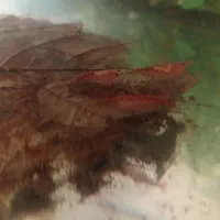 انواع آکواریوم و ماهی و لوازمات