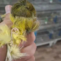 قناری فری