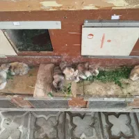 بچه خرگوش لوپ یک‌ماهه،خرگوش نیمه ترکیش دوماهه، قفس