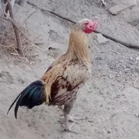 خروس