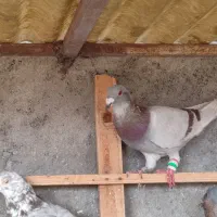 14 عدد حیوان پرشی نر