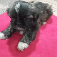 توله شیتزو مینیاتوری سایز صفر