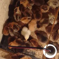 هندیخان خنوبی