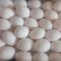 تخم مرغ ماشینی