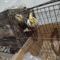 نر و ماده