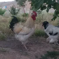 خروس جوان کاکلی سنگین