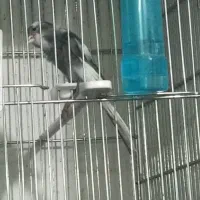 قناری سوپر|پرنده|شیراز, شهرک بهار|دیوار