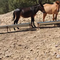 قاطر ماده 6سال