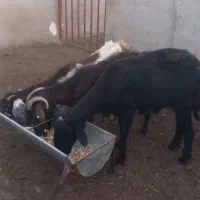 قوچ قره قزل بز گله ای